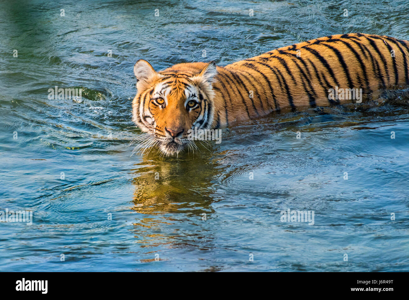 Tiger river crossing Banque D'Images