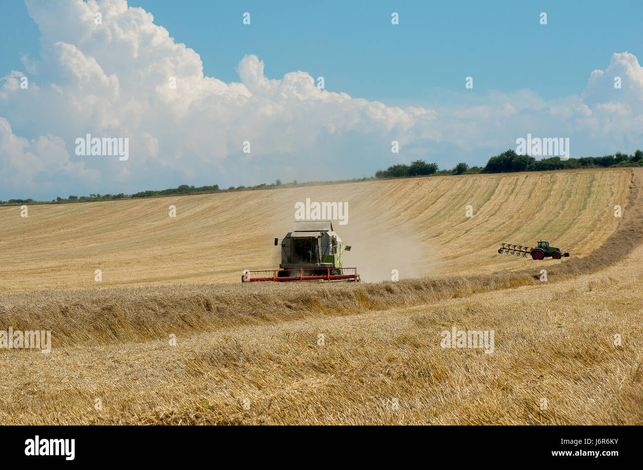 La récolte. La récolte de blé. Banque D'Images