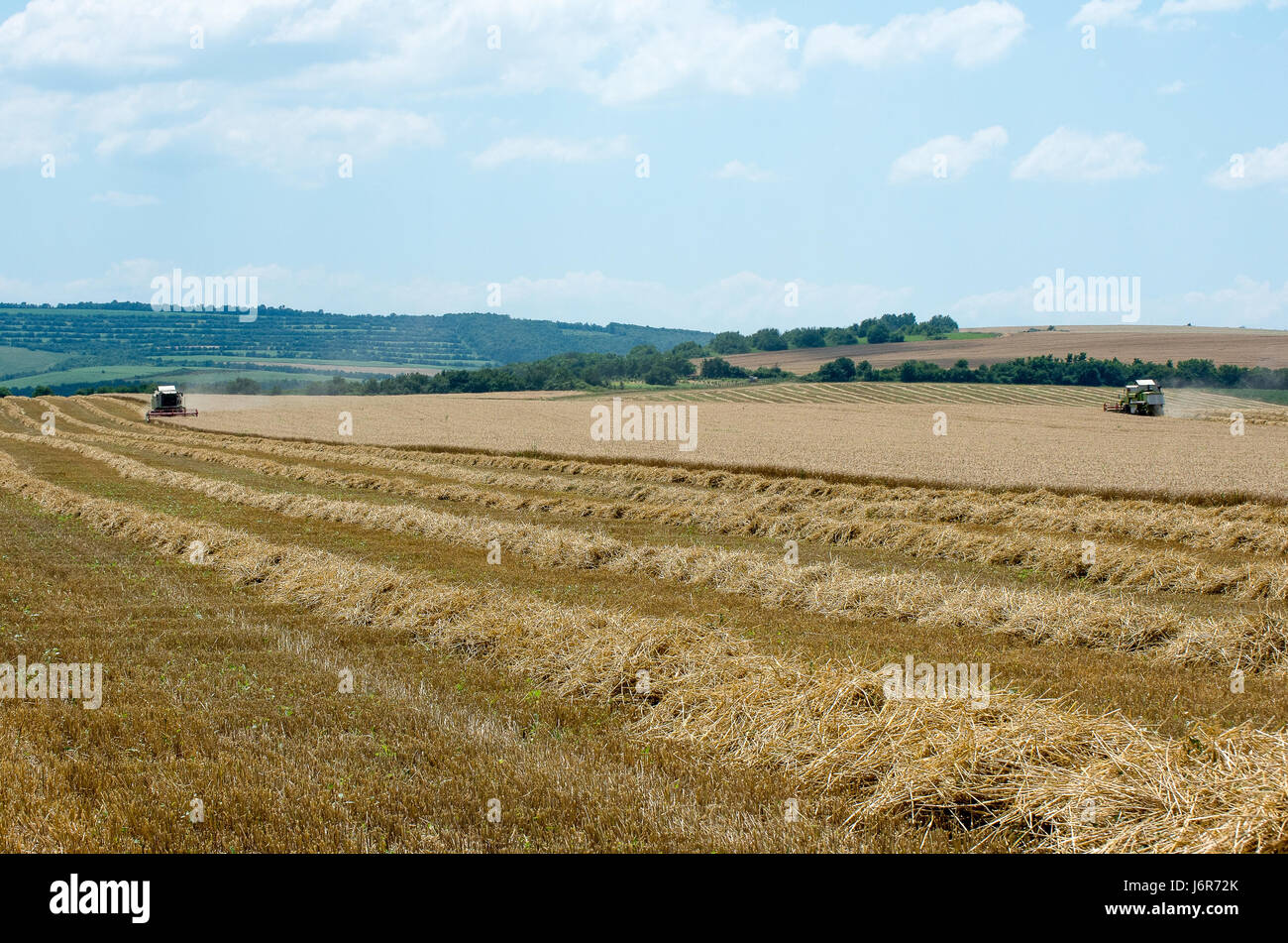 La récolte de blé Banque D'Images