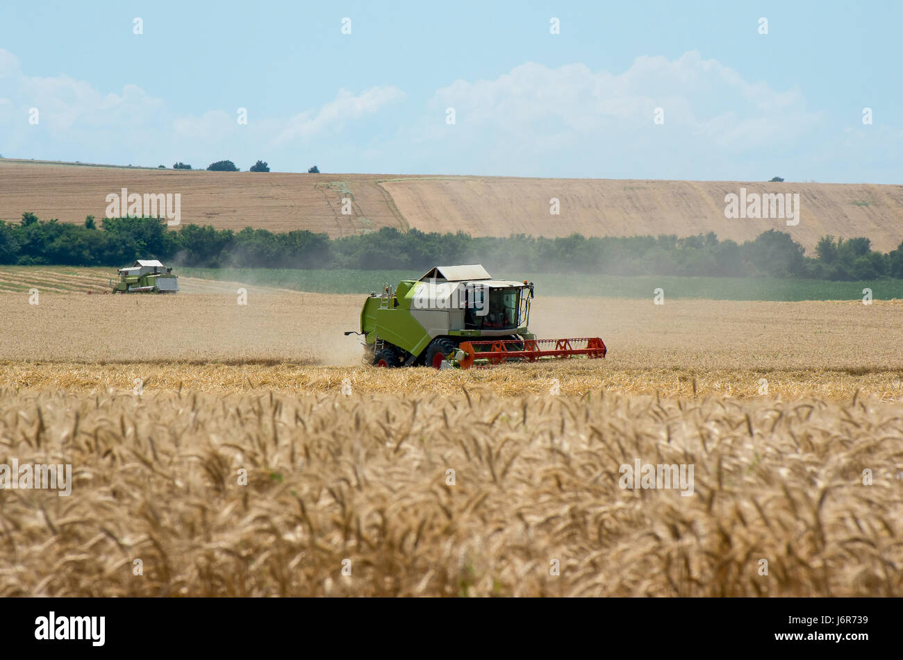 La récolte du blé de la moissonneuse-batteuse Banque D'Images
