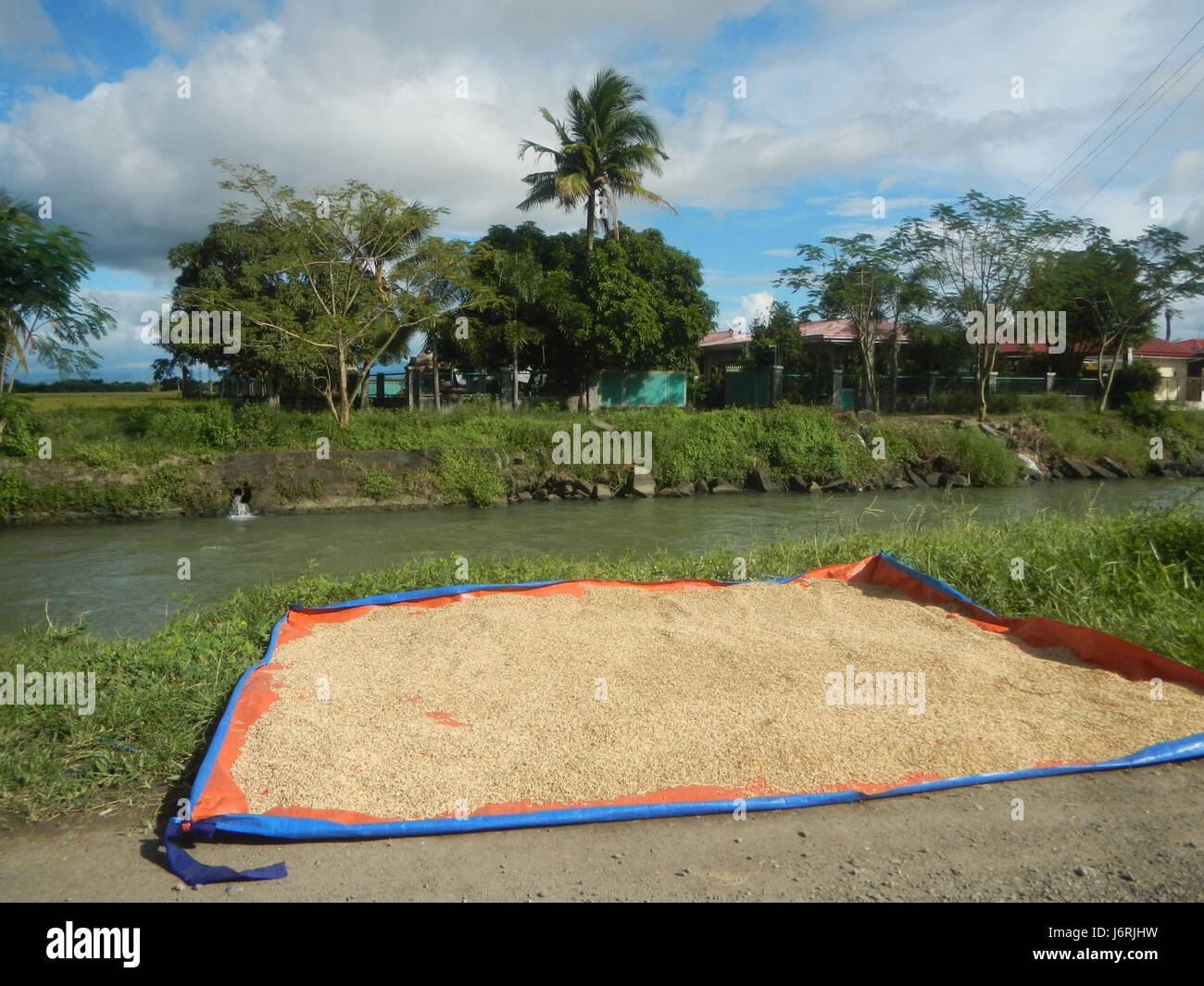 08648 arbres de canaux d'irrigation des rizières ferme au marché Road 15 Talampas Bustos Bulacan Banque D'Images