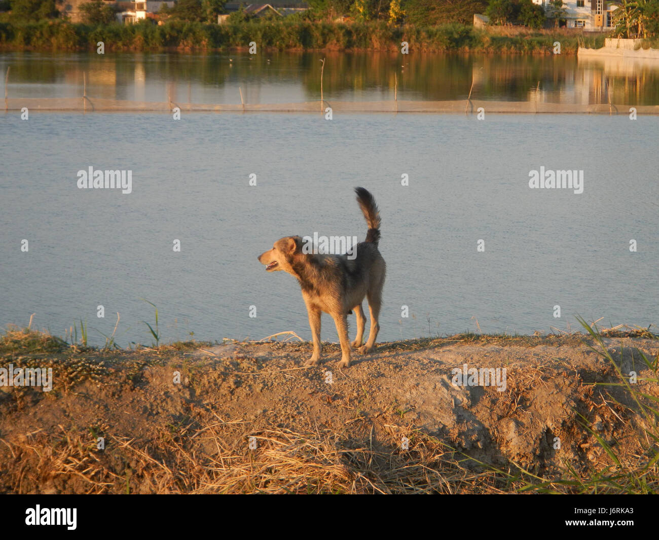 Cette image présente les étangs à poissons à San Nicolas Poblacion, Minalin, Pampanga. Ces étangs font partie du paysage agricole local et contribuent à l'économie de la région grâce à l'aquaculture. Banque D'Images