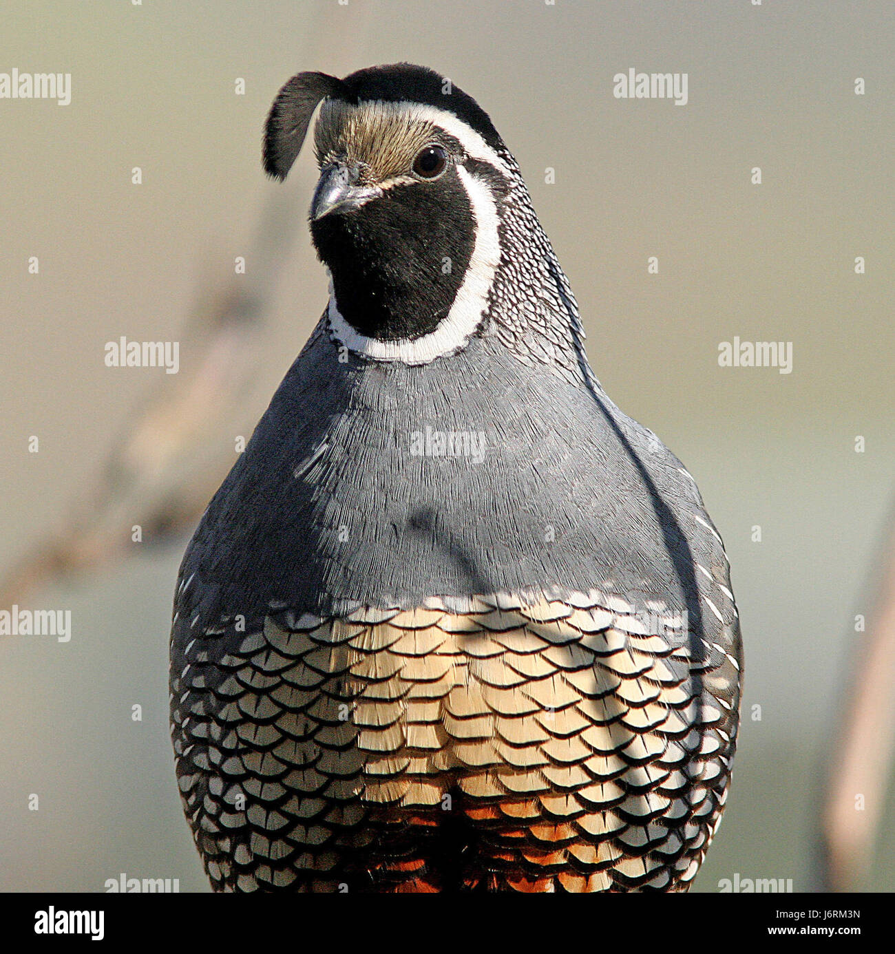 069 - COLIN de Californie (4-19-07) canet rd, sloco, ca (2) (8718697437) Banque D'Images