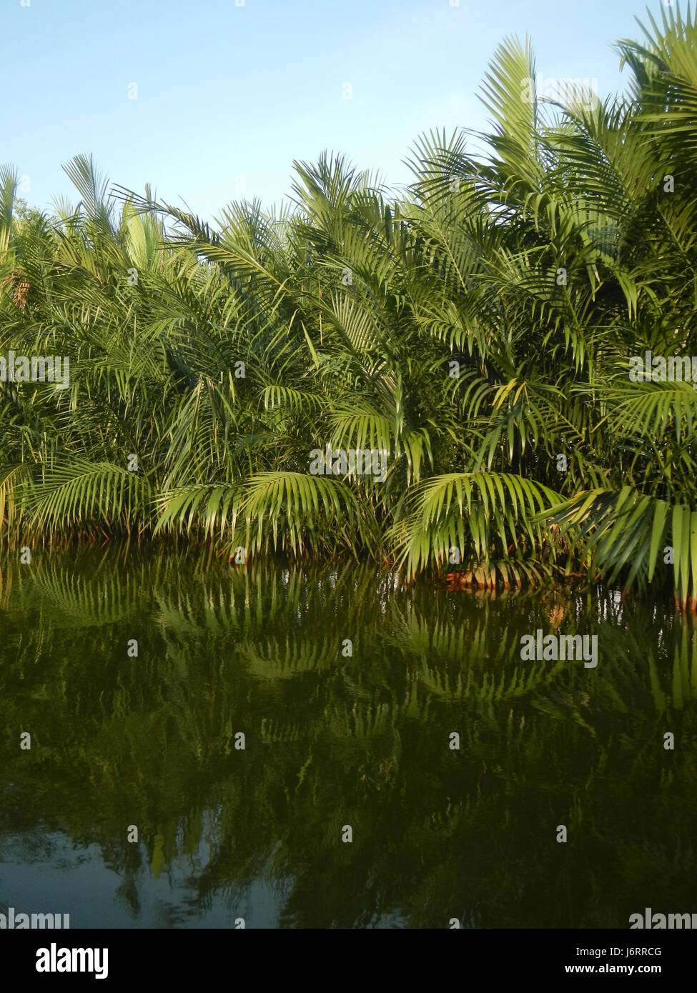 Photographie représentant les rives de Calero, Malolos, San Jose et Paombong à Bulacan, Philippines, mettant en valeur la végétation locale et les voies navigables. Banque D'Images