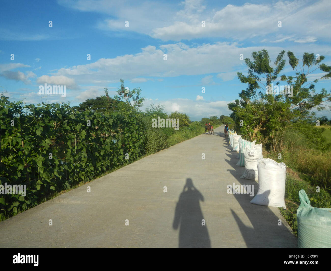 Champs agricoles à Bustos, Bulacan, cultivés avec Vigna unguiculata, communément appelé niébé, une importante culture de légumineuses. Banque D'Images