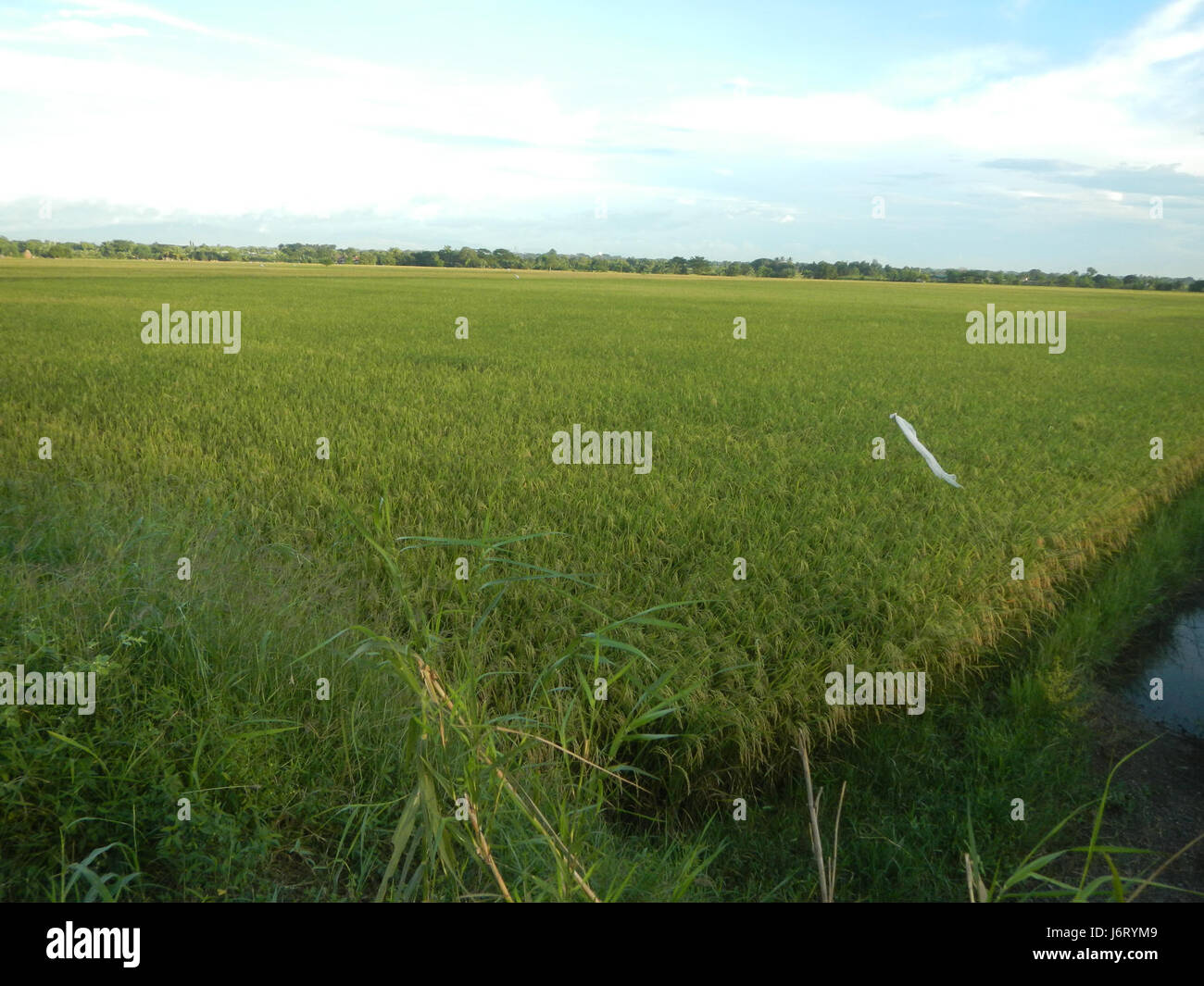 Cette photographie représente le paysage agricole rural à Talampas, Bustos, Bulacan, montrant des rizières, des arbres, et des canaux d'irrigation, avec une route de la ferme au marché qui le traverse. La scène capture le mode de vie agricole de la région. Banque D'Images