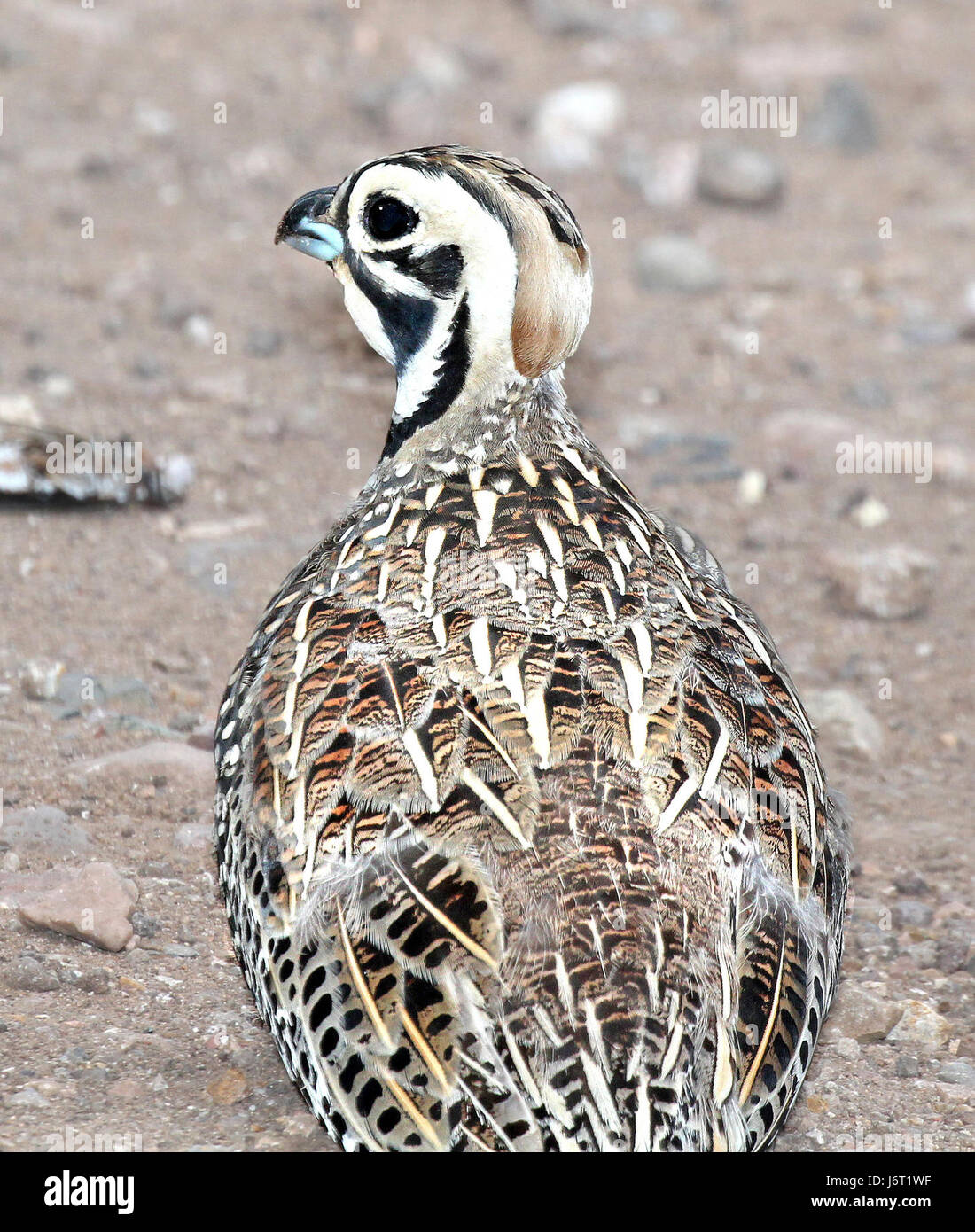 La caille Montezuma, identifiée le 22 août 2015 dans le comté de Santa Cruz, en Arizona, est connue pour son apparence et son habitat distinctifs dans le sud-ouest des États-Unis. C'est une espèce importante dans la communauté d'observation des oiseaux de la région. Banque D'Images