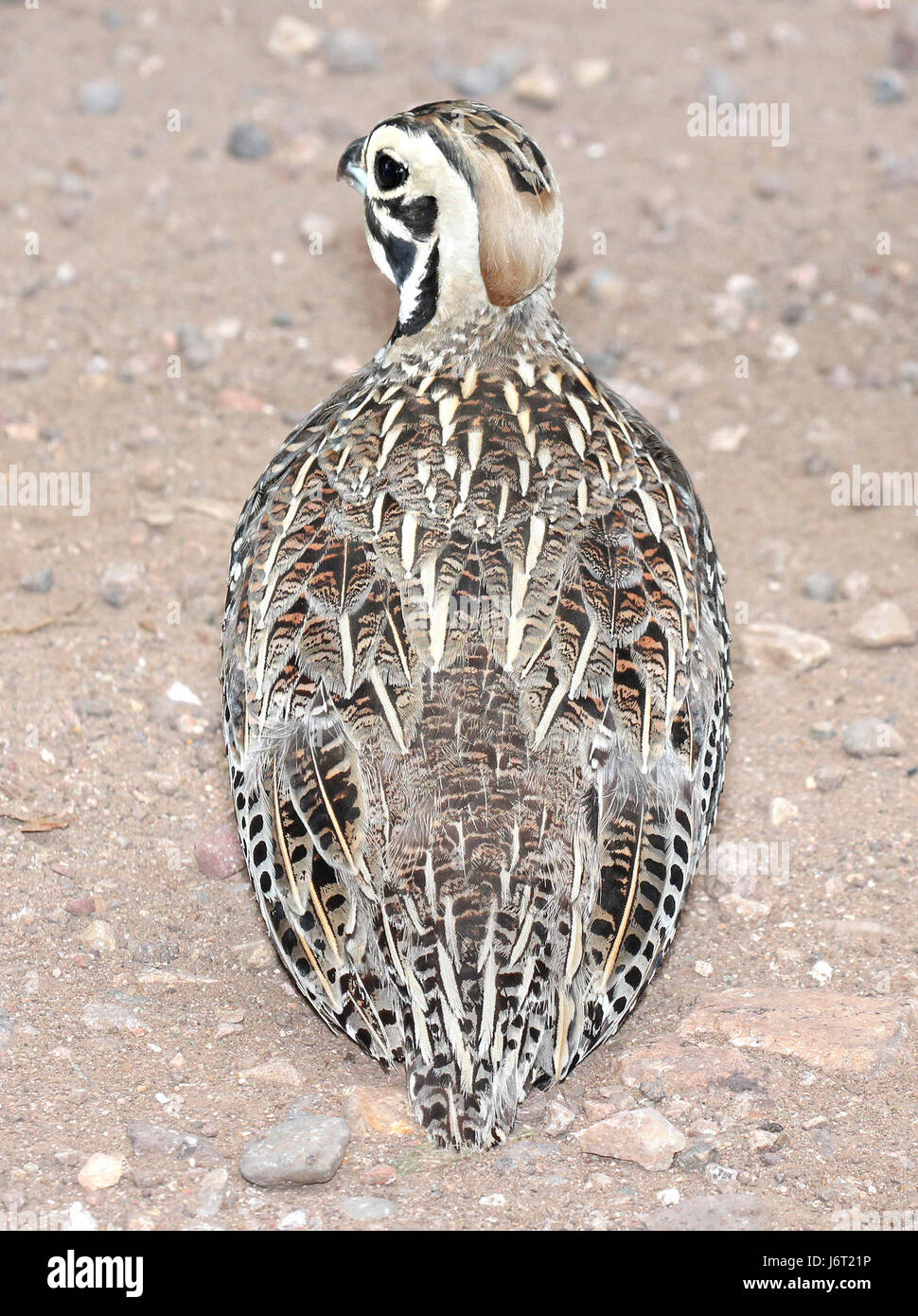 072 - MONTEZUMA QUAIL (8-22-2015) harshaw rd, santa cruz co, az -06 (20789116962) Banque D'Images