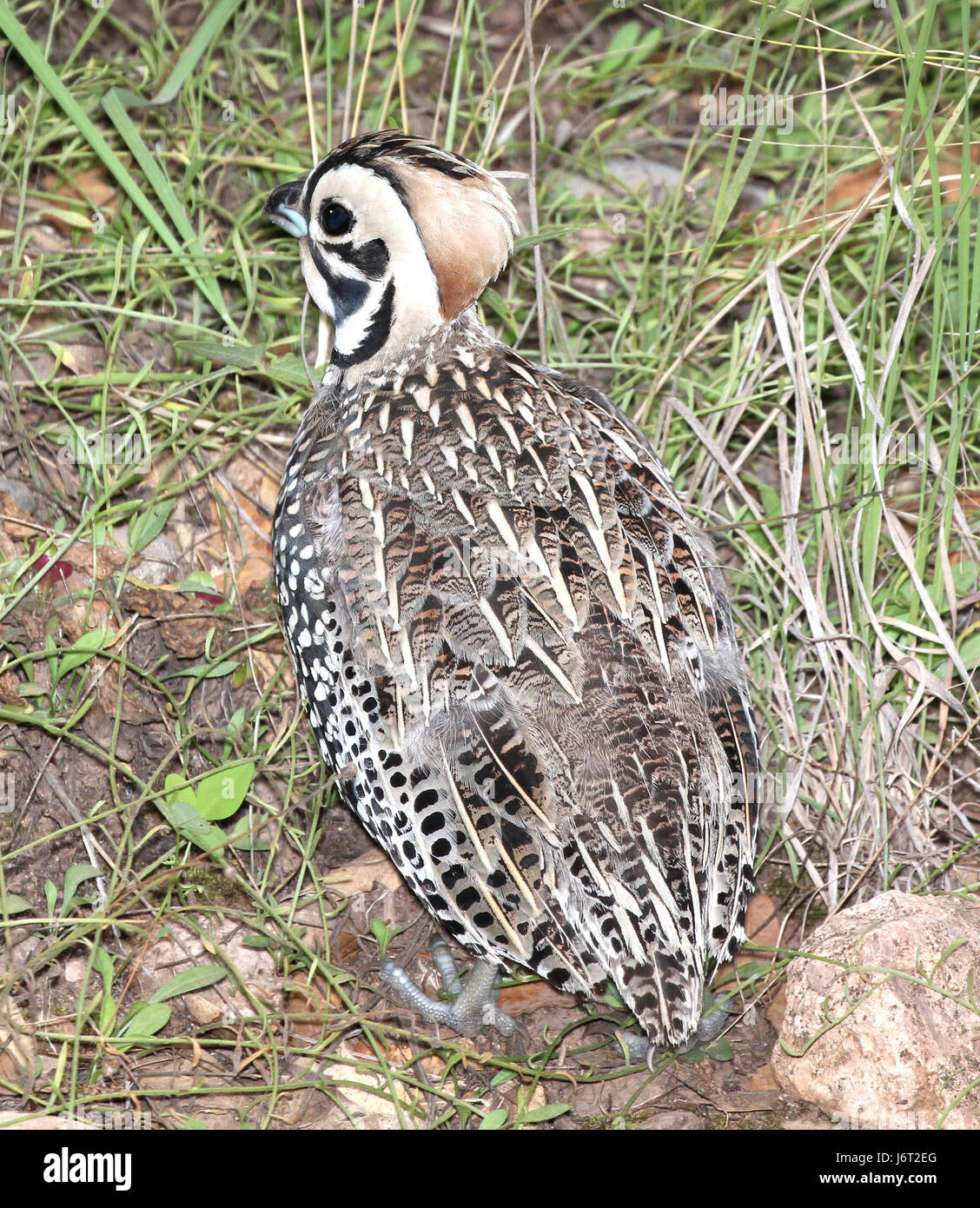 072 - MONTEZUMA QUAIL (8-22-2015) harshaw rd, santa cruz co, az -12 (20610559470) Banque D'Images