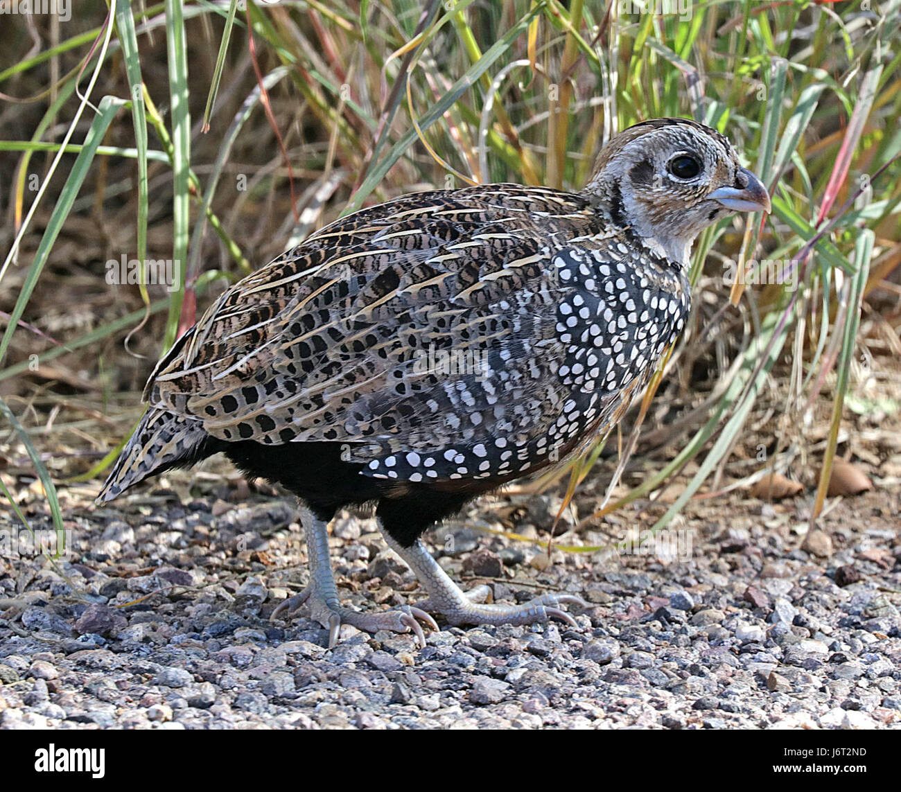 Cette entrée décrit l'observation d'une caille Montezuma, une espèce d'oiseau originaire du sud-ouest des États-Unis, spécifiquement observée le long de Harshaw Road dans le comté de Santa Cruz, Arizona. L'oiseau était un mâle immature. Banque D'Images