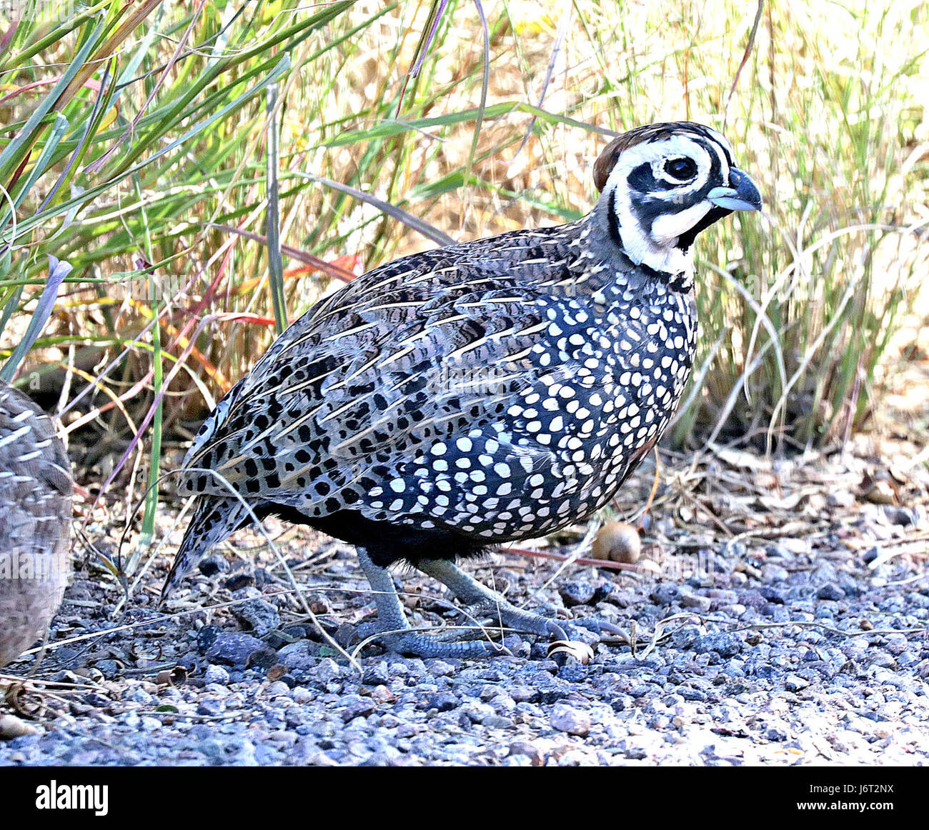 072 - MONTEZUMA QUAIL (11-13-2015) harshaw road, santa cruz co, az -03 hommes (22575218277) Banque D'Images