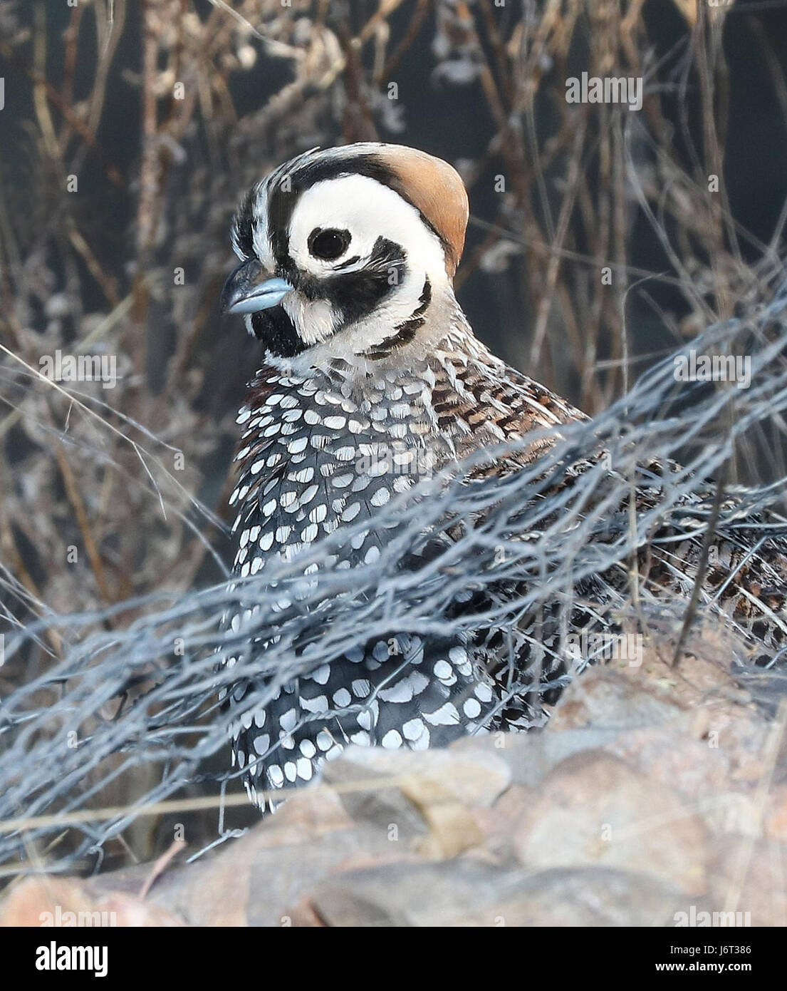 Cette entrée fait référence à une observation de cailles de Montezuma le 21 mai 2016 au Circulo Montana en Patagonie, Arizona, dans le cadre d'un projet d'observation de la faune ou de recherche documentant les populations de cailles. Banque D'Images