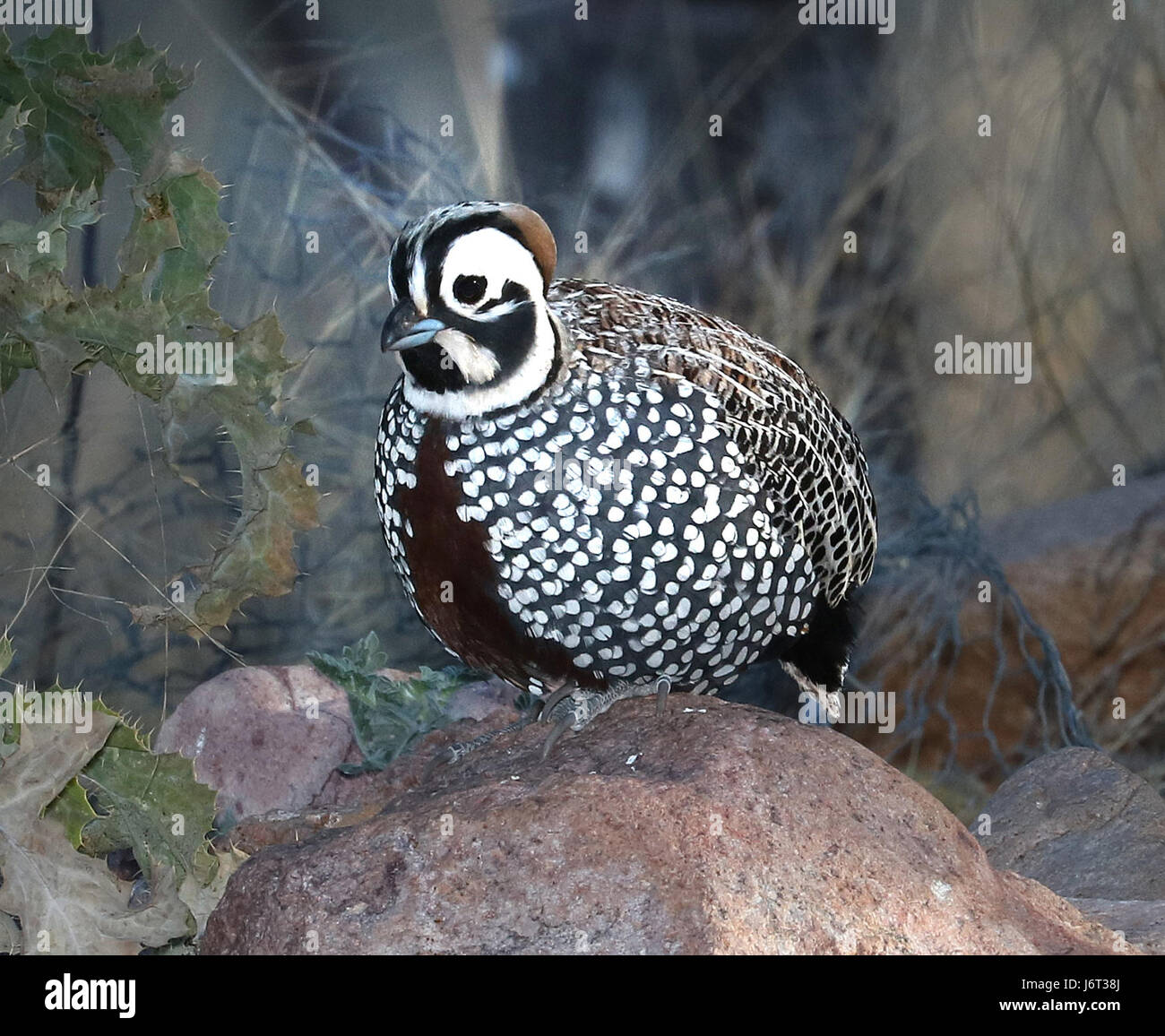 072 - MONTEZUMA QUAIL (-2016) 78 2/ 13.5-21circulo montana, patagonia lake ranch estates, SCC, az -01 (27112069331) Banque D'Images