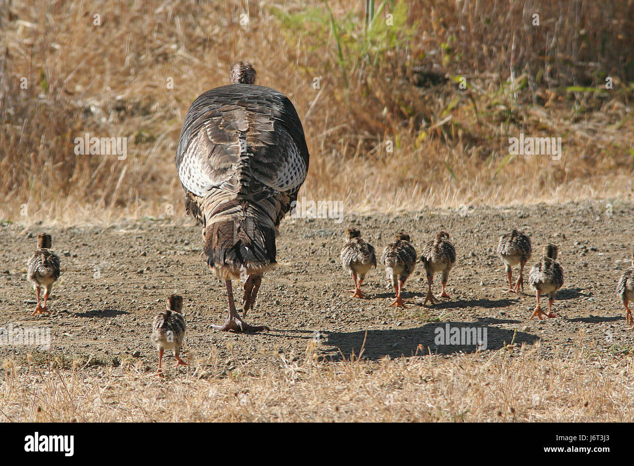 Photographie d'une dinde sauvage prise le 23 juin 2007 dans le comté de San Luis Obispo, Californie. L'image capture l'oiseau dans son habitat naturel, mettant en valeur les caractéristiques distinctives de l'espèce telles que son plumage coloré et sa taille. Banque D'Images