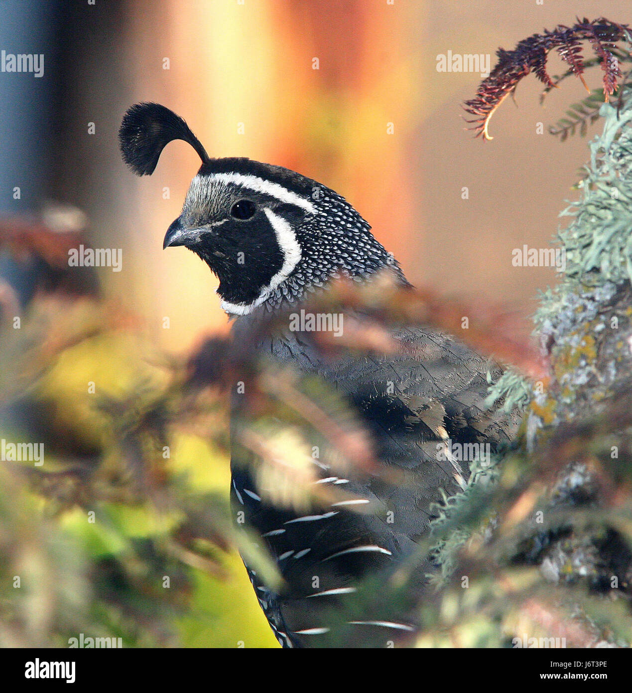 Une photographie de la caille californienne, une espèce originaire de l'ouest des États-Unis, montrant l'oiseau dans son habitat naturel à San Luis Obispo, en Californie. Banque D'Images