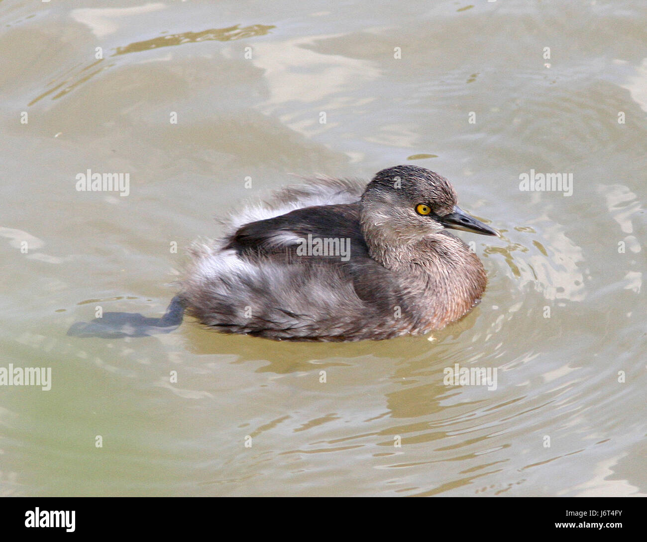 Cette image représente un Grebe, un petit oiseau d'eau, dans son habitat naturel près de Sabal Palm Sanctuary au Texas. Le grèbe est connu pour son plumage noir et blanc distinctif et est couramment trouvé dans les marais et les eaux peu profondes à travers l'Amérique du Nord. Banque D'Images