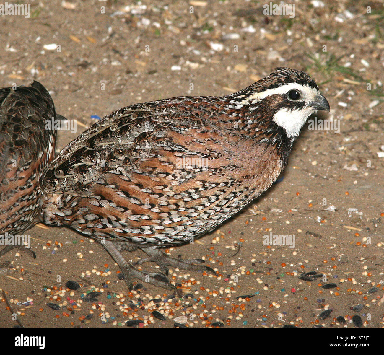 Le Bobwhite du Nord est une espèce de caille trouvée dans le sud des États-Unis. Cette image du parc d'État de Falcon Lake, Texas, capture l'oiseau dans son habitat naturel. Banque D'Images
