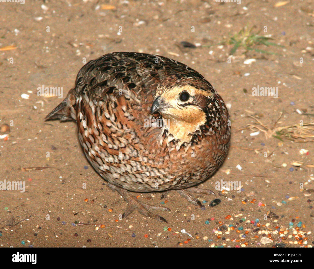 071 - Colin de Virginie (1-15-09) st falcon lake Park, tx (8718708333) Banque D'Images