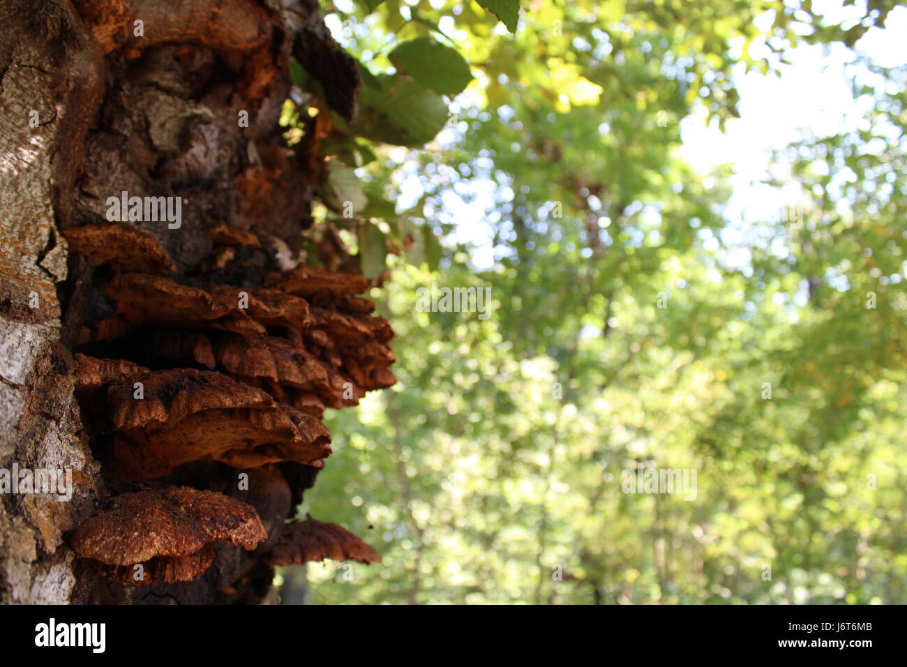 Les champignons d'arbre Banque D'Images