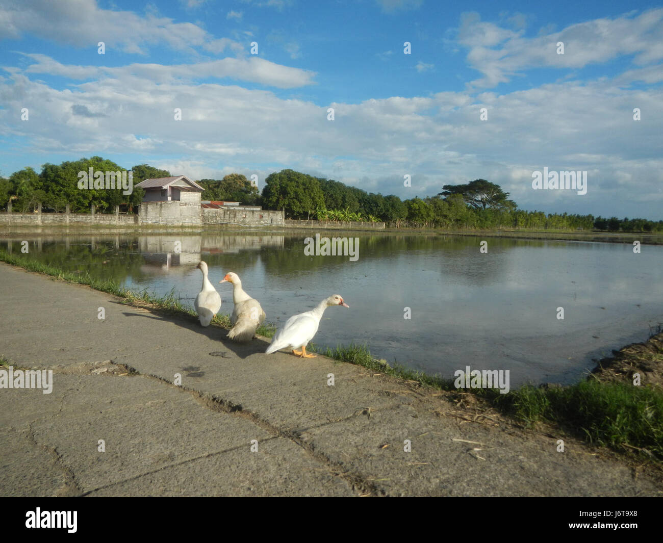 06953 Parcutela Marelo rizières Nueva Ecija Gapan City Canards 16 Routes Banque D'Images