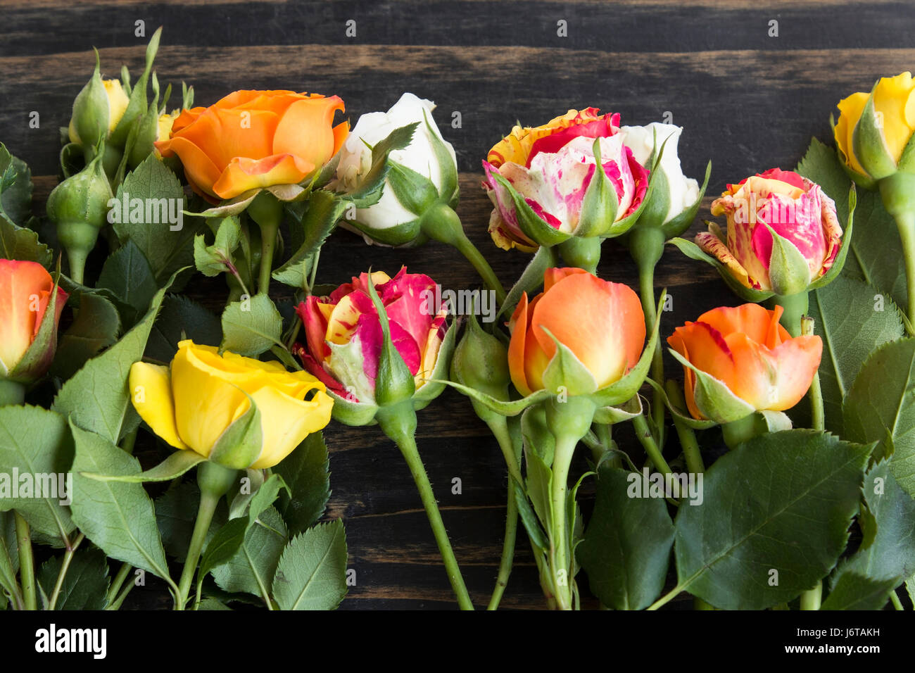 Roses multicolores Close Up sur un fond de bois rustique. Banque D'Images