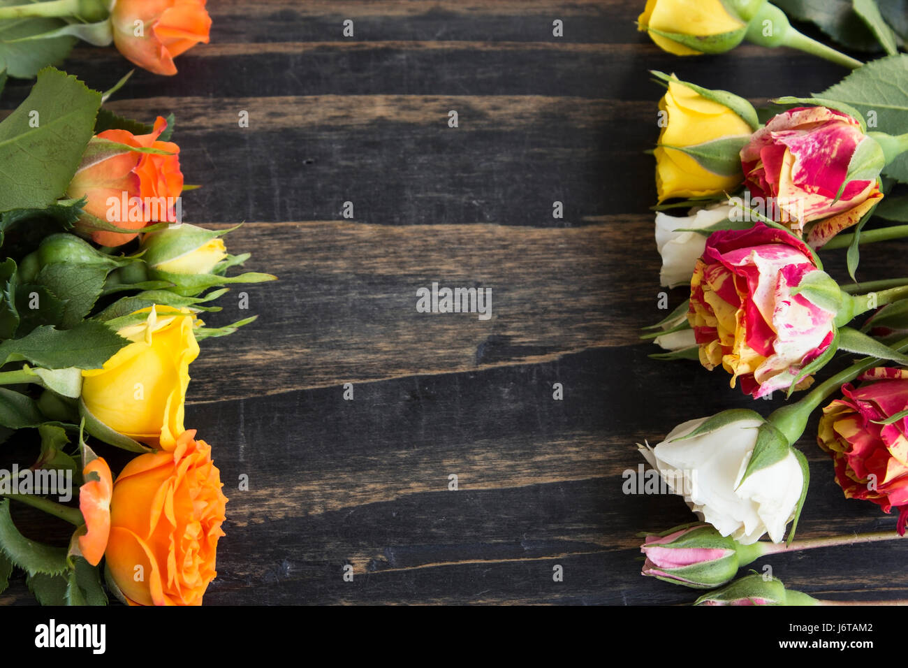 Roses multicolores avec l'exemplaire de l'espace sur un fond de bois rustique. Banque D'Images