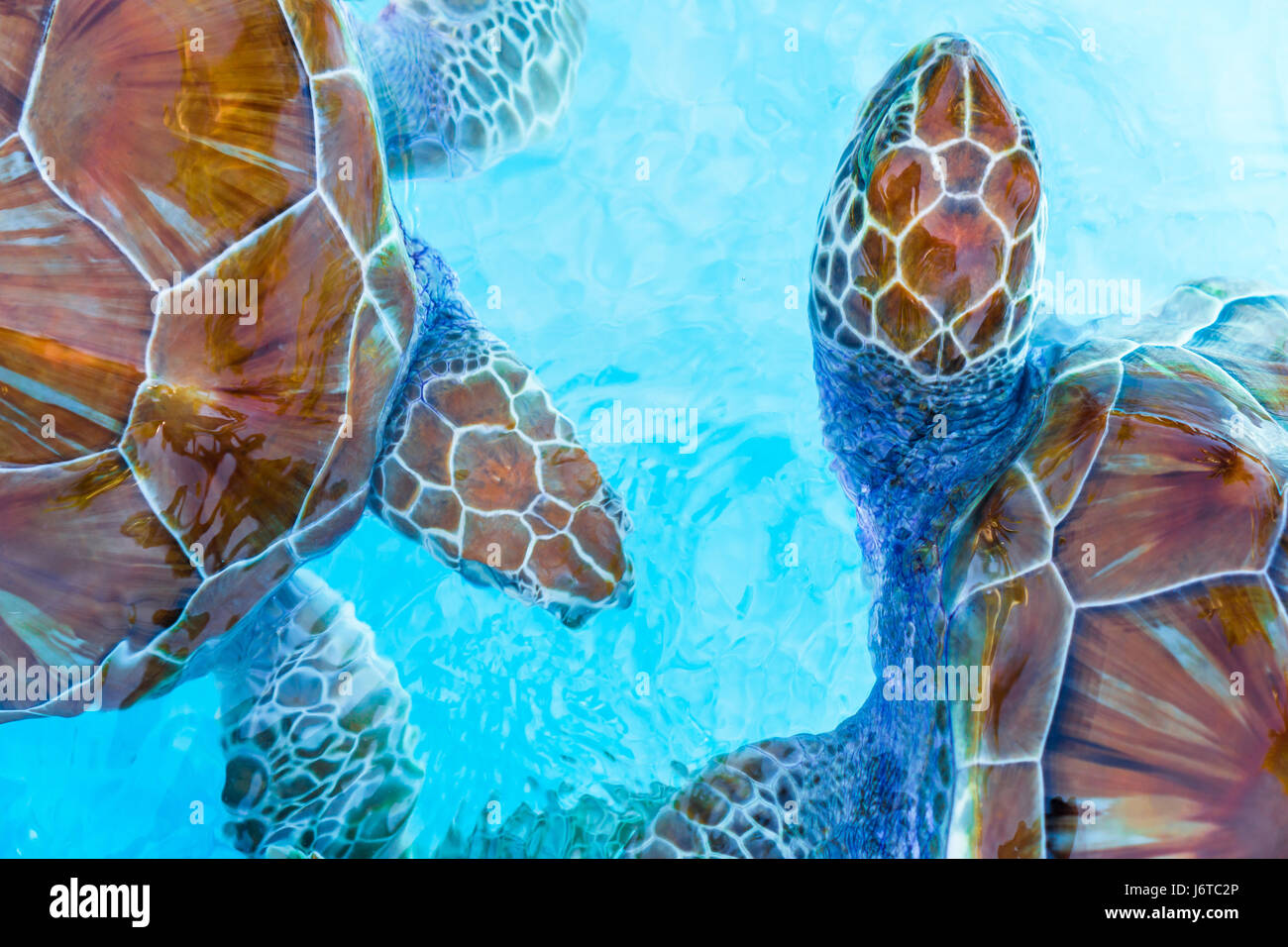 Les tortues de mer à la recherche de l'eau dans la réserve Banque D'Images