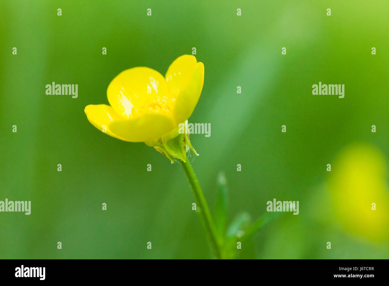 Ice, fleurs à bulbe aka navet (Ranunculus bulbosus) - USA Banque D'Images