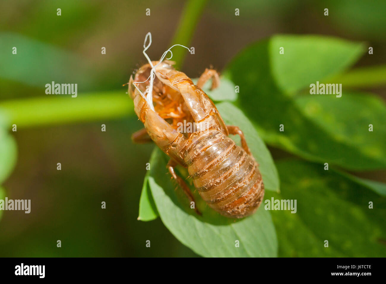 X de la couvée (cicada Pristimantis) l'exosquelette / shell cicada - Virginia USA Banque D'Images