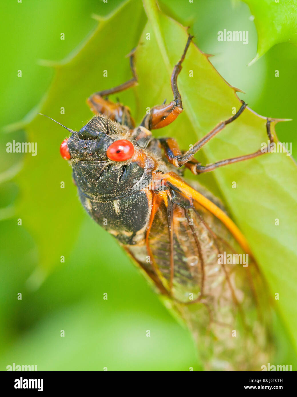 X de la couvée (cicada Pristimantis), mai 2017 - Virginia USA Banque D'Images