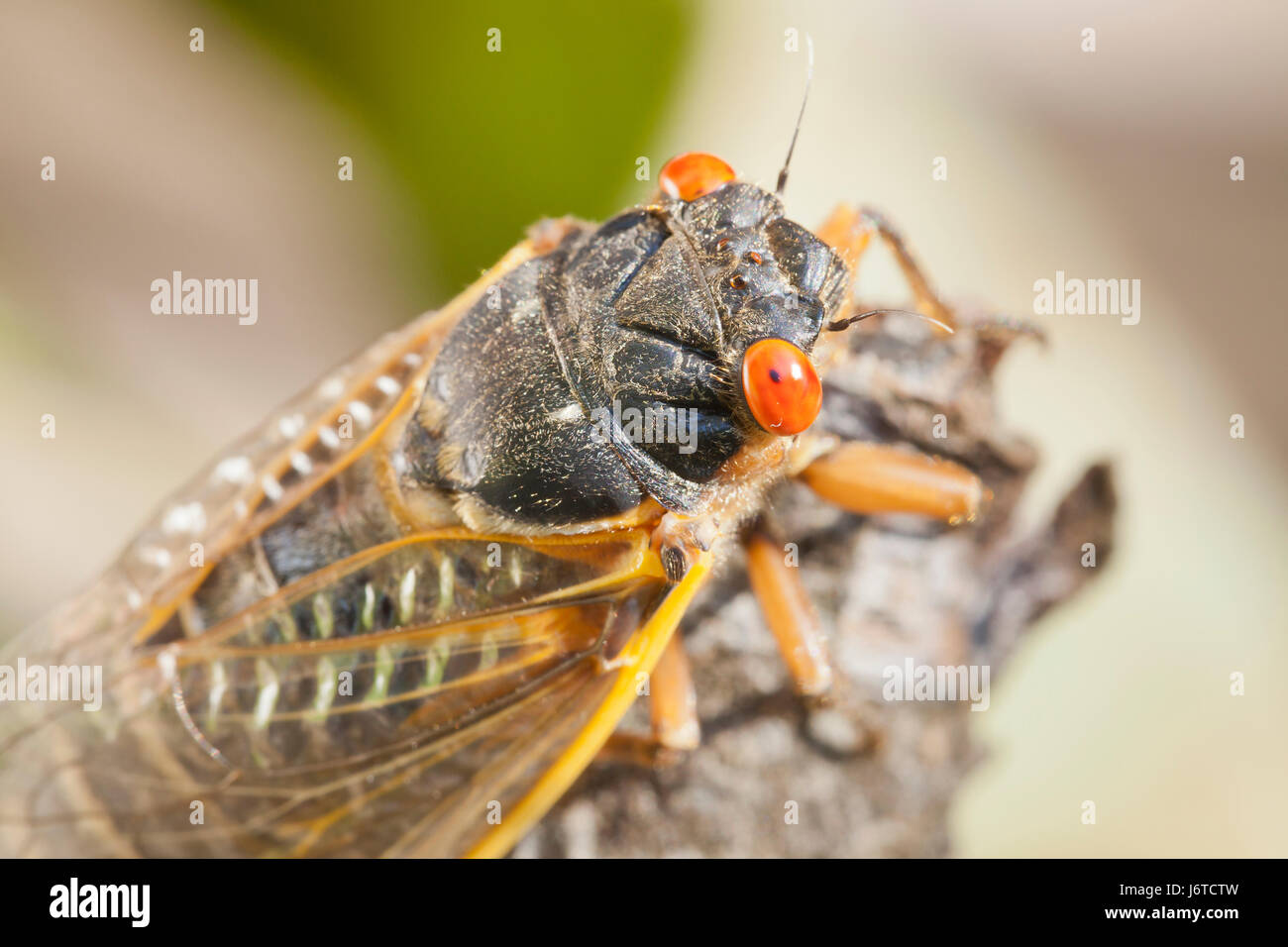 X de la couvée (cicada Pristimantis) close up, mai 2017 - Virginia USA Banque D'Images