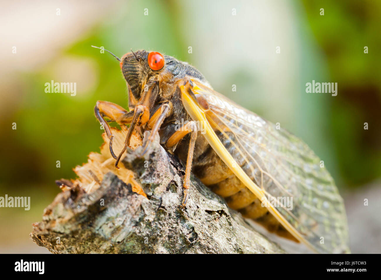 X de la couvée (cicada Pristimantis), mai 2017 - Virginia USA Banque D'Images