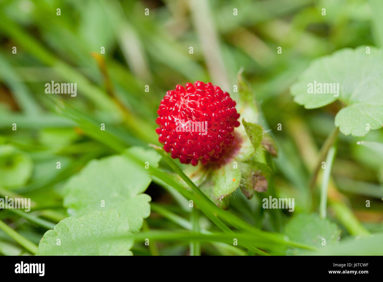 Mock strawberry (Duchesnea indica) - aka Indian fraise, faux fraisier, snake berry - USA Banque D'Images