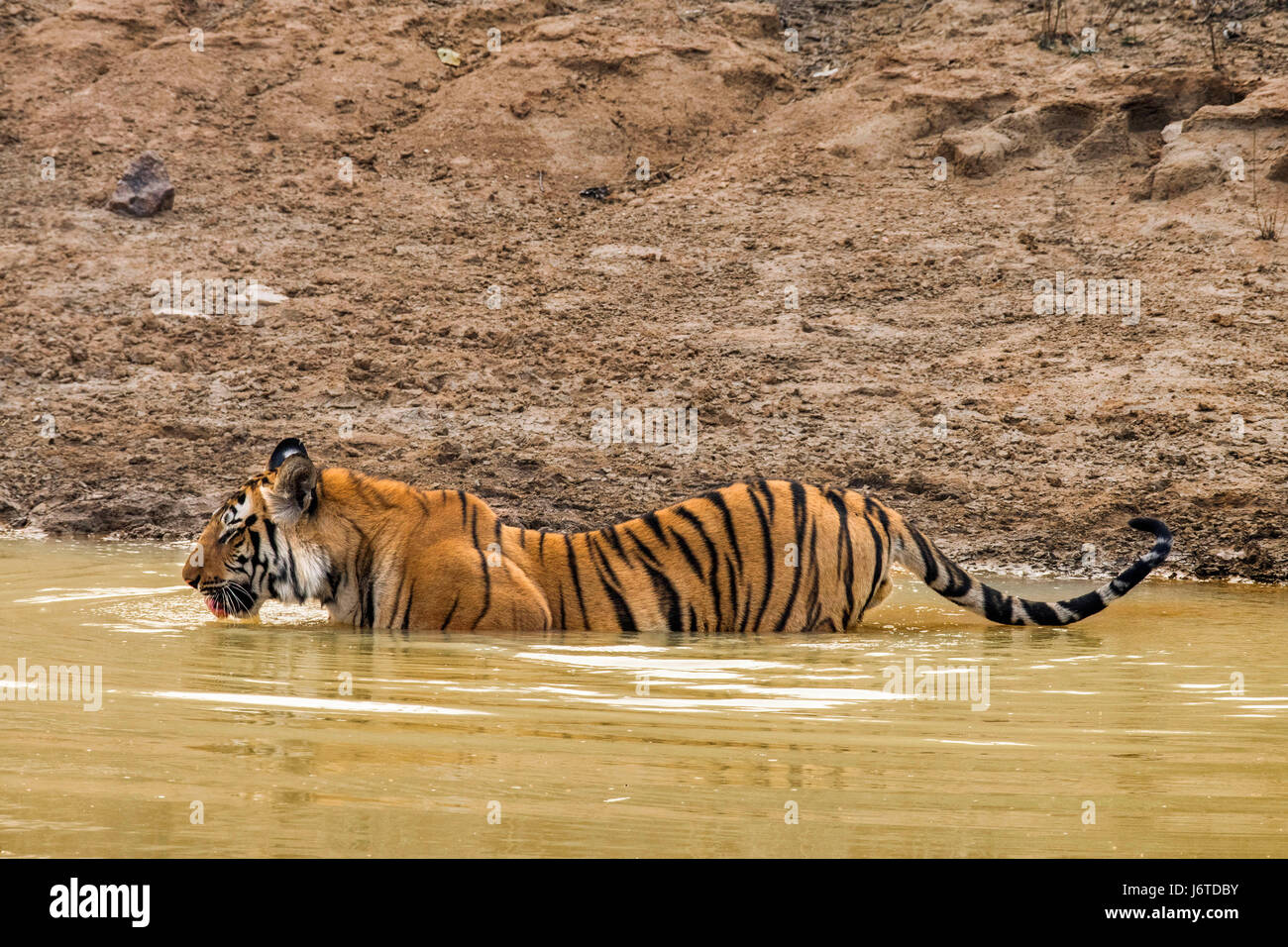 Les tigres de Bandhavgarh en Inde Banque D'Images