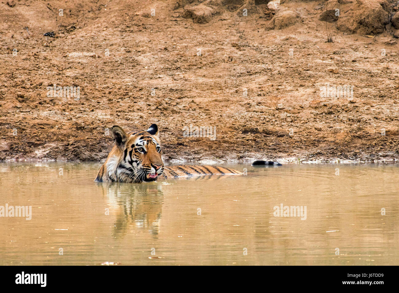 Les tigres de Bandhavgarh en Inde Banque D'Images