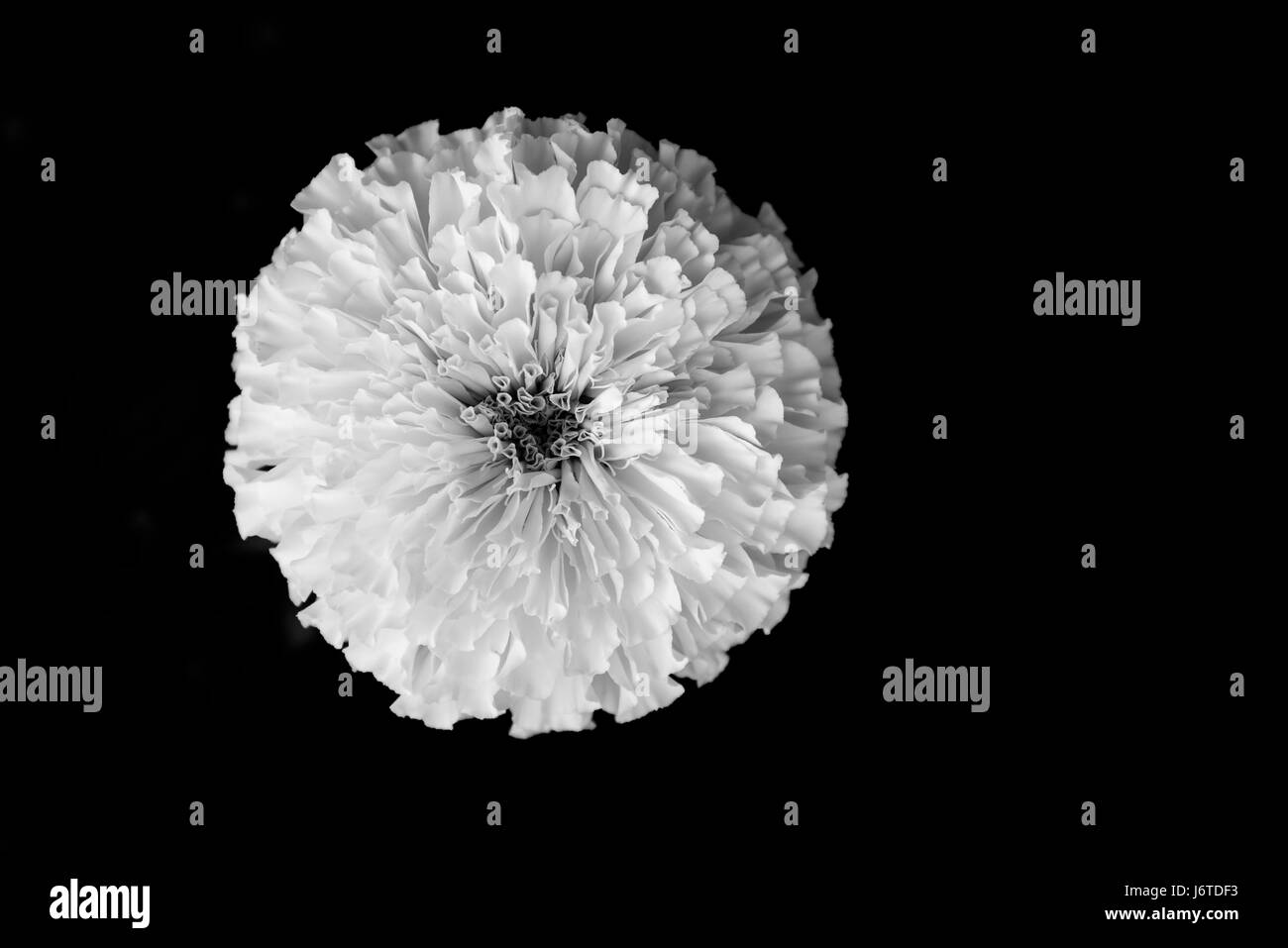 Tagètes (Tagetes erecta Mexican marigold Aztec marigold souci d'Afrique). Marigold jaune sur jardin fleuri. Vue de dessus en noir et blanc. Banque D'Images