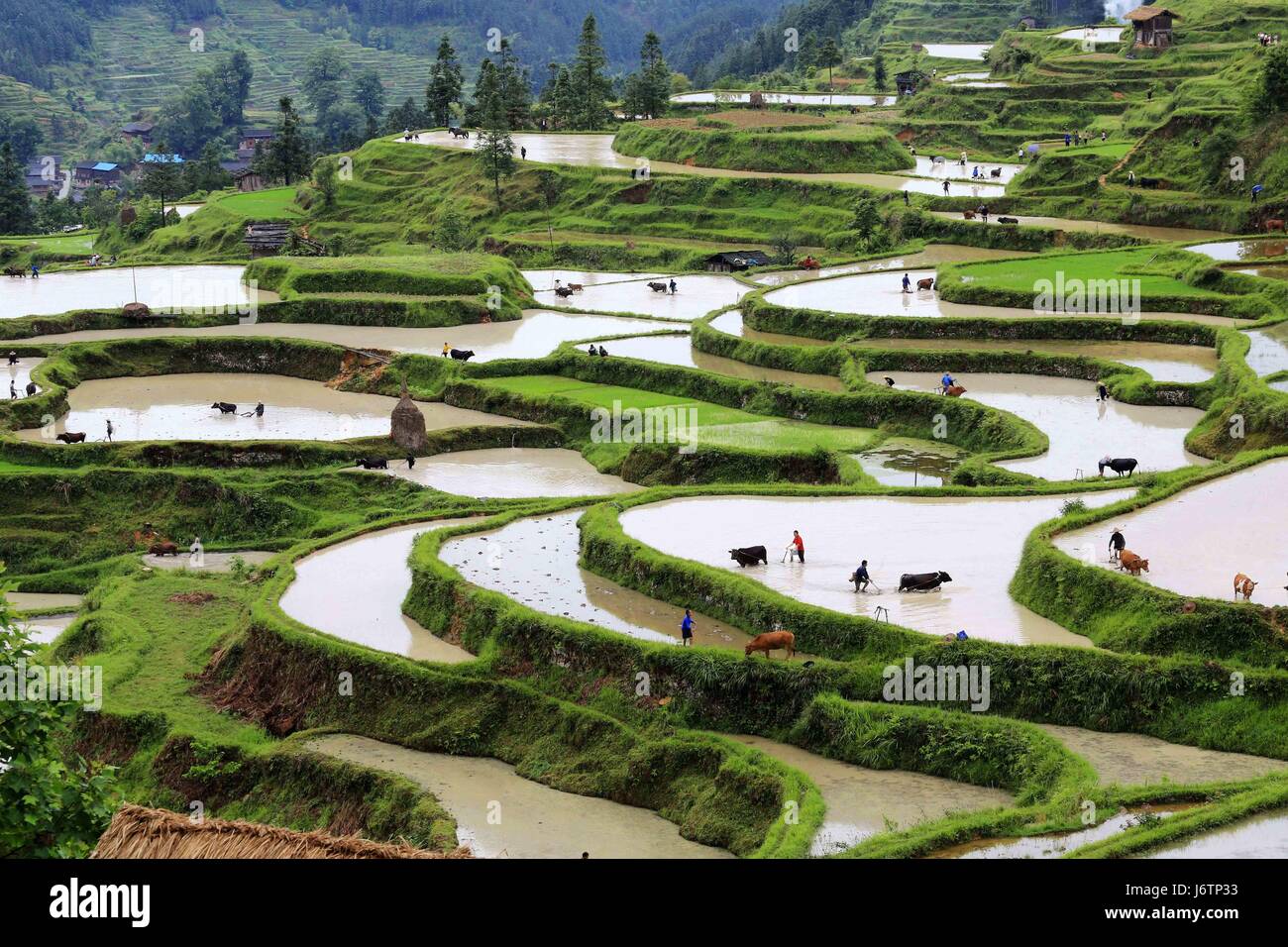 22 mai 2017 - Chine - Guizhou, Chine-Mai 20 2017 : (usage éditorial uniquement. Chine)..Bœufs de labour les champs en terrasses à Liping County, au sud-ouest de la province du Guizhou, Chine, 21 mai 2017, montrant l'agriculture locale de la culture. (Crédit Image : © SIPA l'Asie via Zuma sur le fil) Banque D'Images