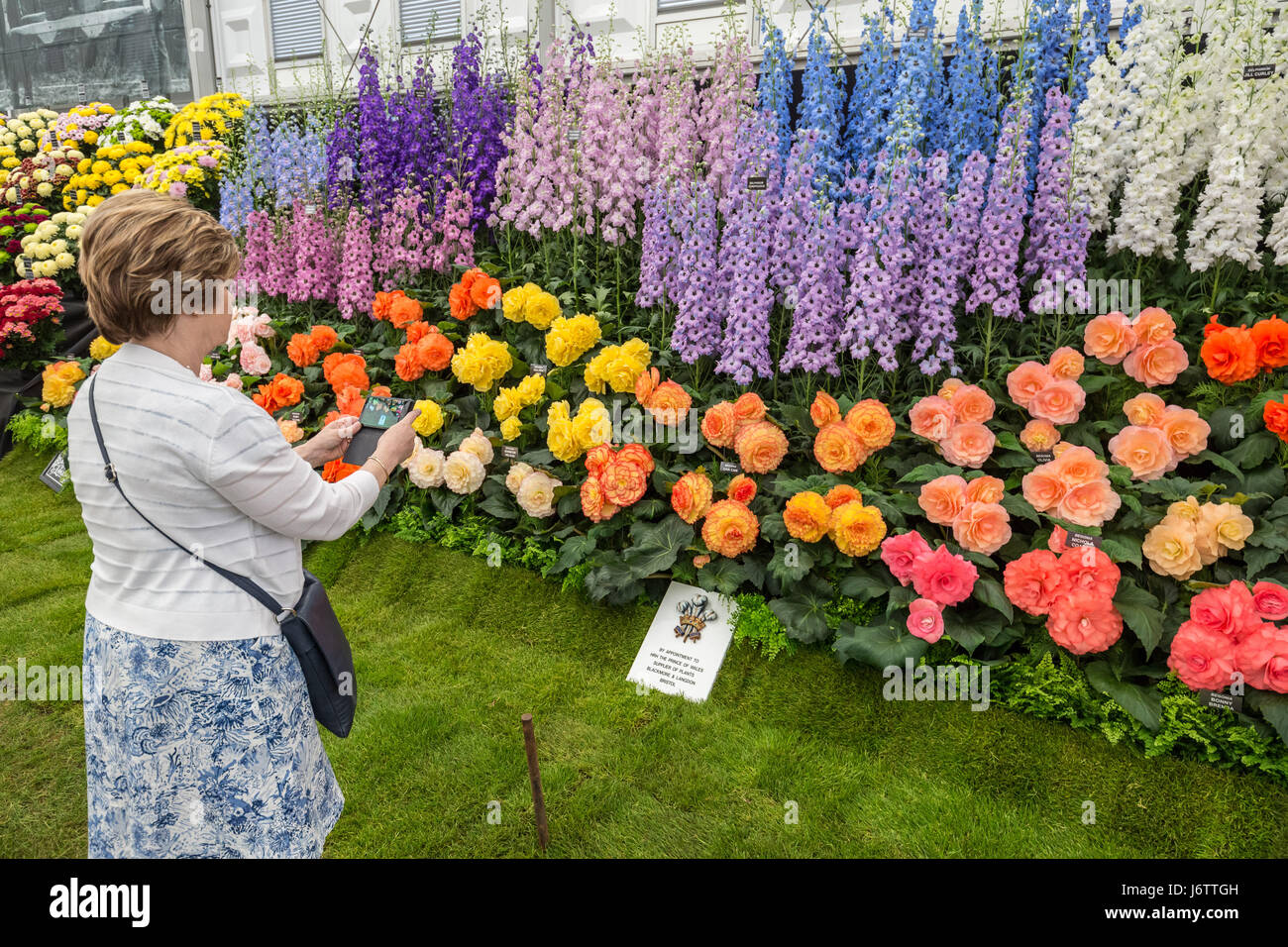Londres, Royaume-Uni. 22 mai, 2017. RHS Chelsea Flower Show © Guy Josse/Alamy Live News Banque D'Images