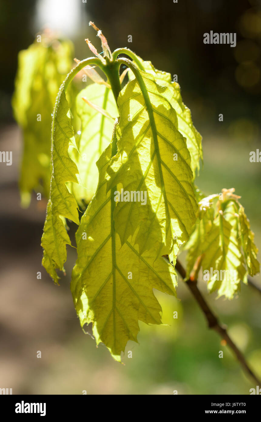 Les feuilles des arbres brillent à travers la lumière du soleil. Banque D'Images