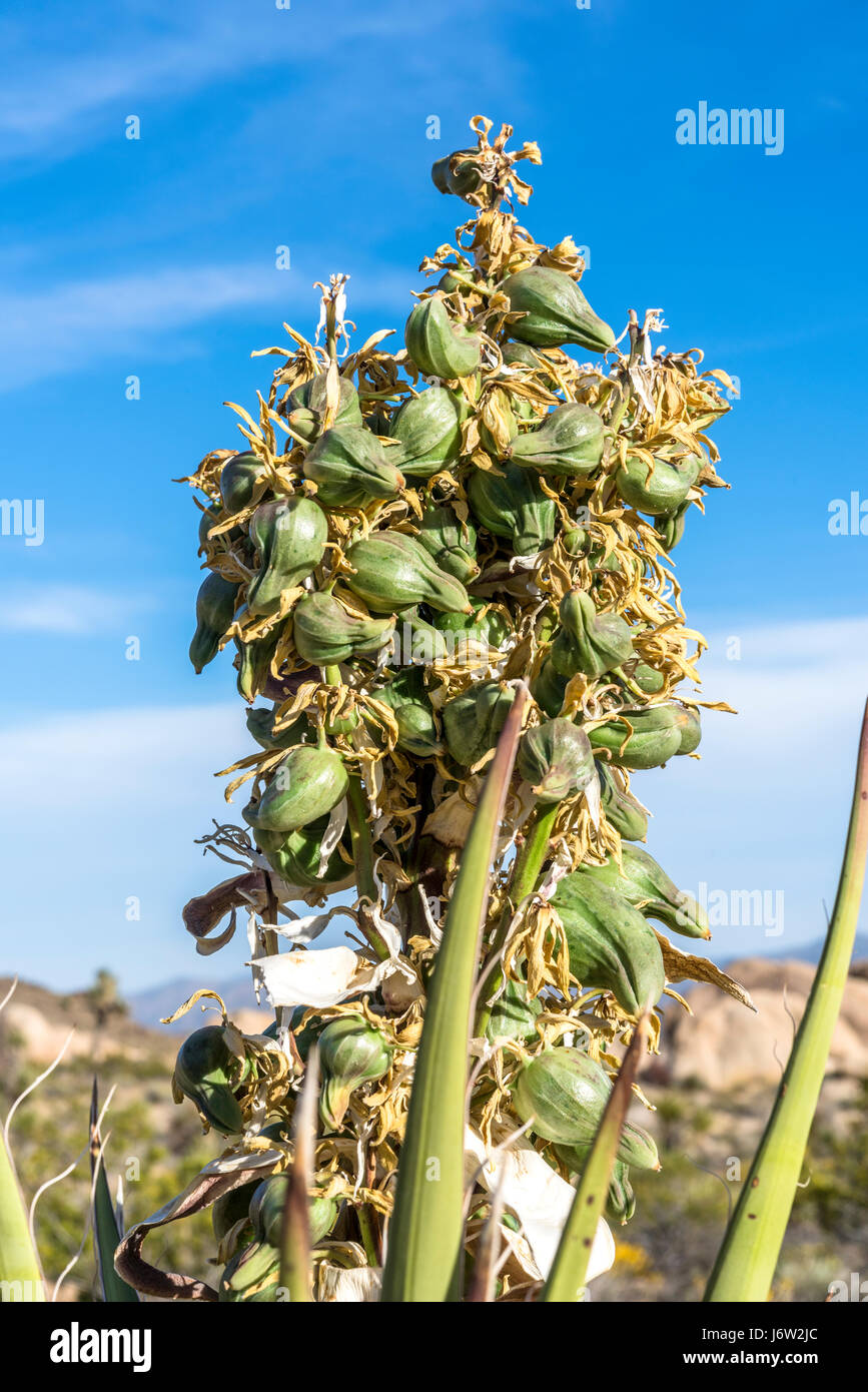 Un yucca Mojave tree bloom pans contre un ciel bleu dans le parc national Joshua Tree, Yucca Blossom, Bleu, bourgeon, fleur, fleur, fleur, partie Banque D'Images
