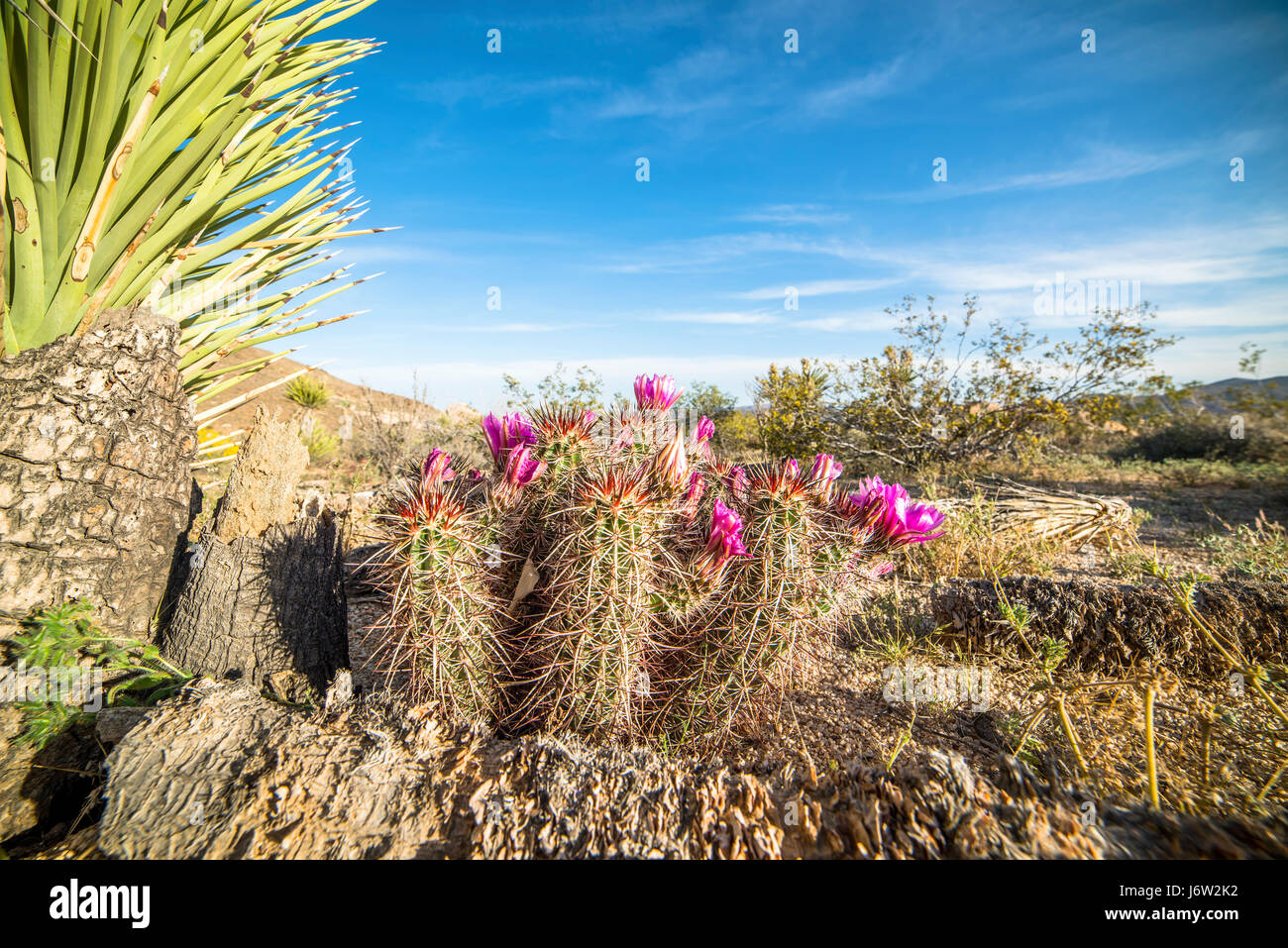 Belle fleur de cactus de plus en plus de correctifs à côté d'un arbre yucca dans Joshua Tree Desert après des semaines de pluie. Banque D'Images