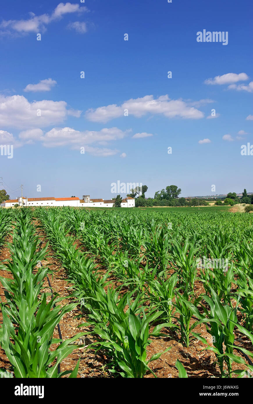 Domaine de l'agriculture l'agriculture paysage paysage nature campagne cornfield Banque D'Images
