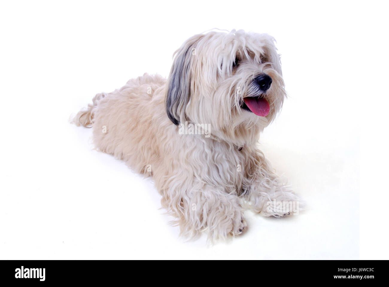 Animal Animaux chien chien pedigree beige brun marron photographie studio brunette Banque D'Images