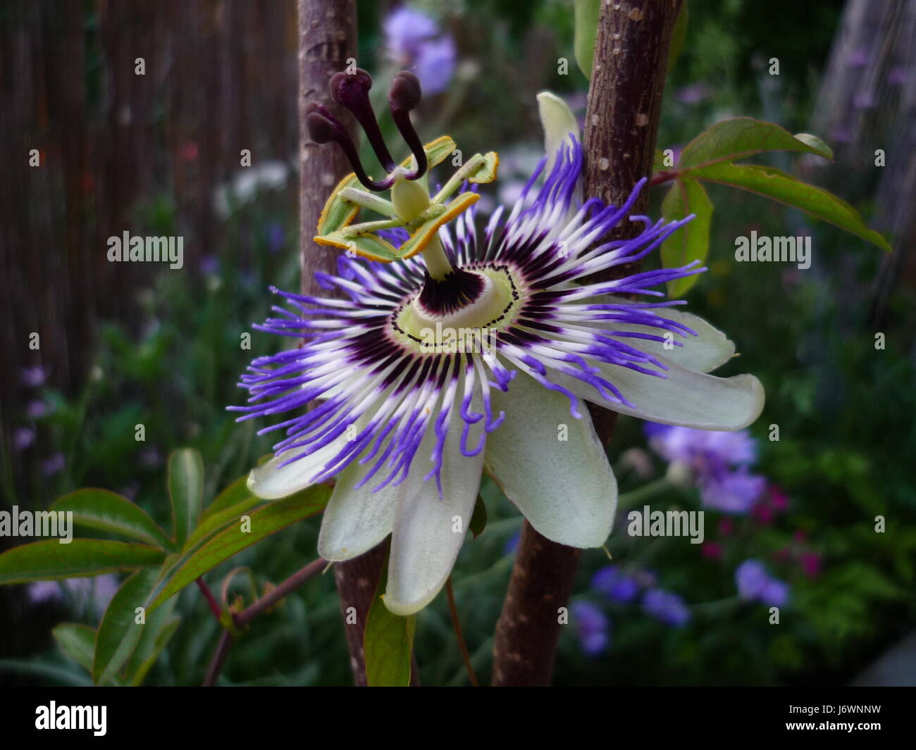 Fleur comme une œuvre d'art Banque D'Images