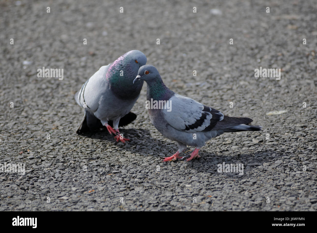 Commérages pigeon Banque D'Images
