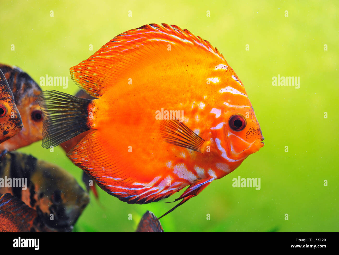 Discus poissons verre calice près des animaux sous l'aquarium pour animaux à bascule jusqu'à Banque D'Images