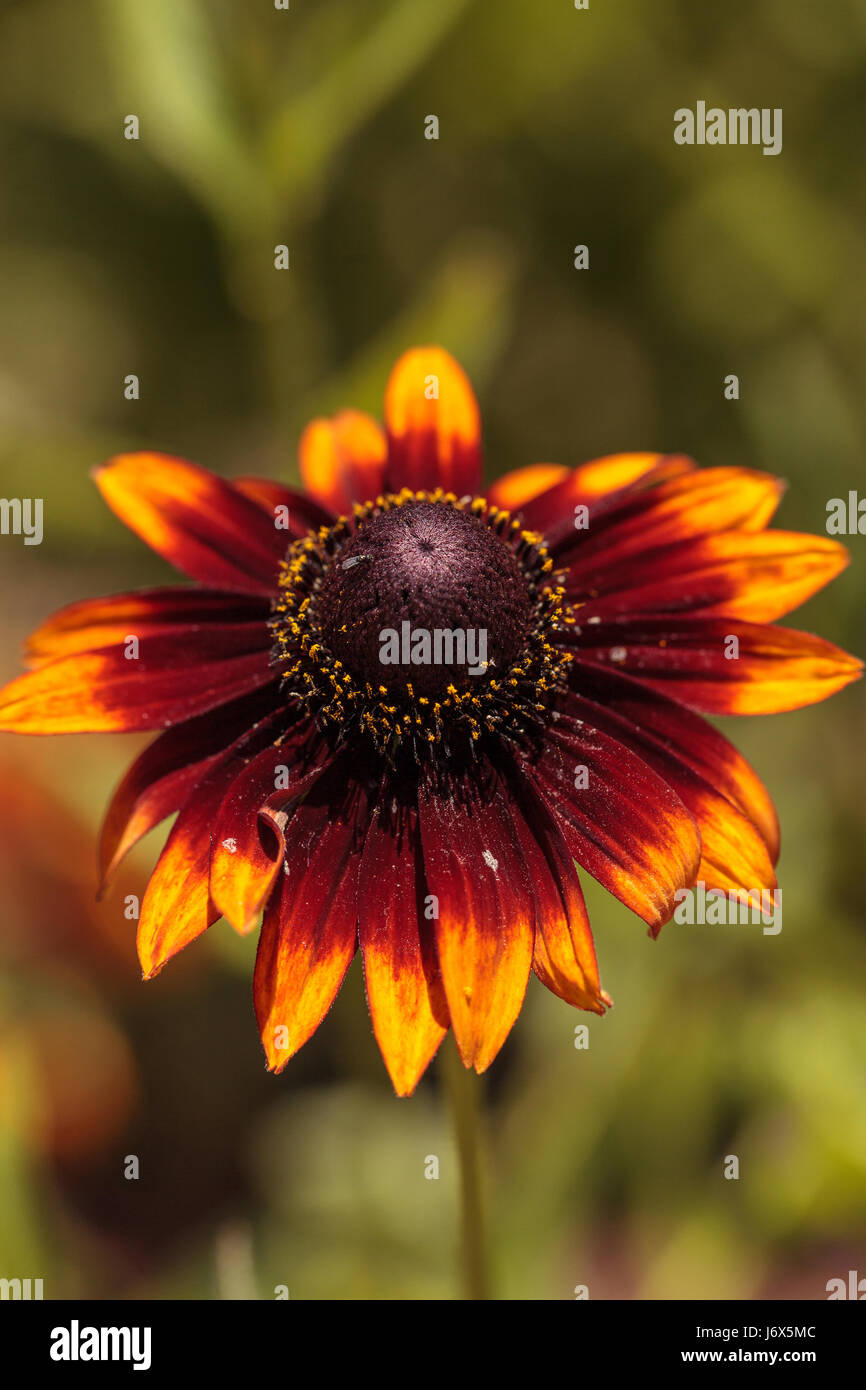 Echibeckia daisy flower est un croisement entre l'échinacée et Rudbeckia appelé Summerina Brown. Cette fleur orange et jaune d'algues dans un jardin botanique Banque D'Images