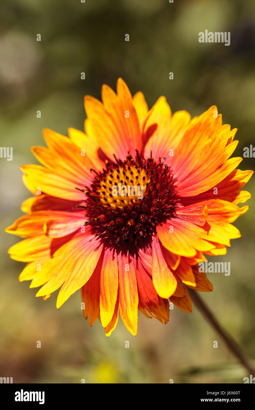 Echibeckia daisy flower est un croisement entre l'échinacée et Rudbeckia appelé Summerina Brown. Cette fleur orange et jaune d'algues dans un jardin botanique Banque D'Images