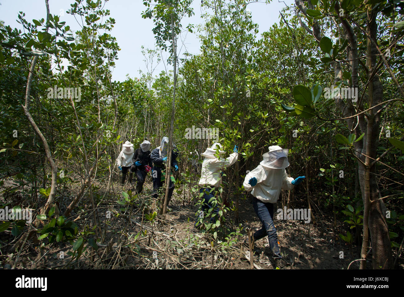 Les touristes se promènent à surveiller la récolte du miel dans les Sundarbans, Site du patrimoine mondial de l'UNESCO et une réserve faunique. Satkhira, au Bangladesh. Banque D'Images