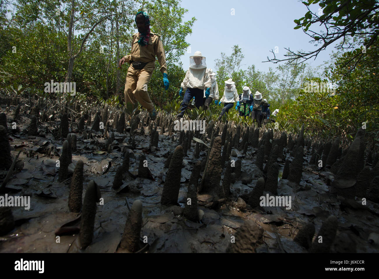 Les touristes se promènent à surveiller la récolte du miel dans les Sundarbans, Site du patrimoine mondial de l'UNESCO et une réserve faunique. Satkhira, au Bangladesh. Banque D'Images